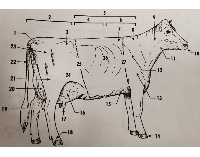 Dairy Cow External Anatomy Quiz