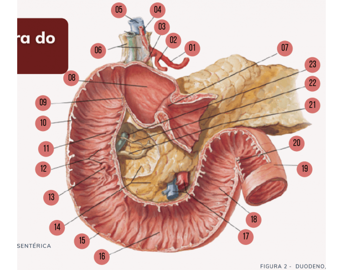 Anatomia Do Duodeno The Duodenum: Anatomy And 3D Illustrations