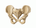 Pelvis bone with spine