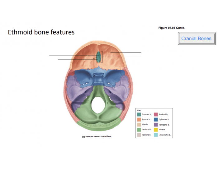 Ethmoid Bone Features But Like A Different Angle Printable Worksheet