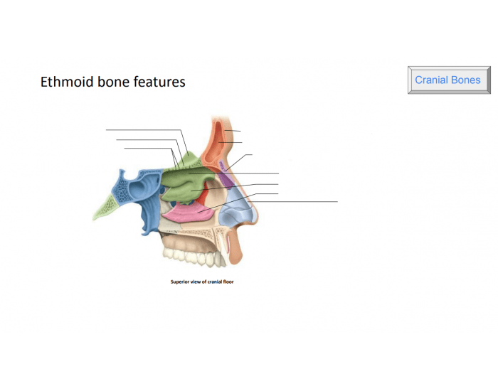 Ethmoid Bone Features Quiz