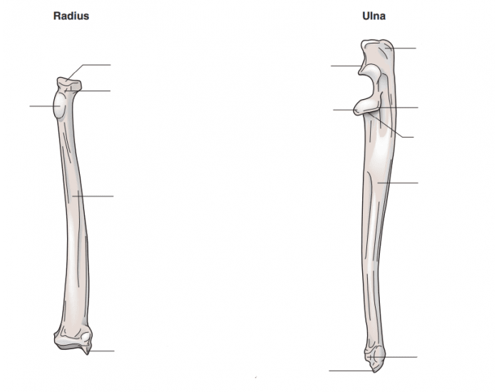Veterinary Anatomy: Radius/Ulna Quiz