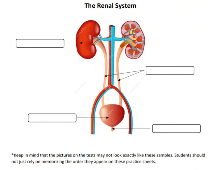 The Renal System Quiz