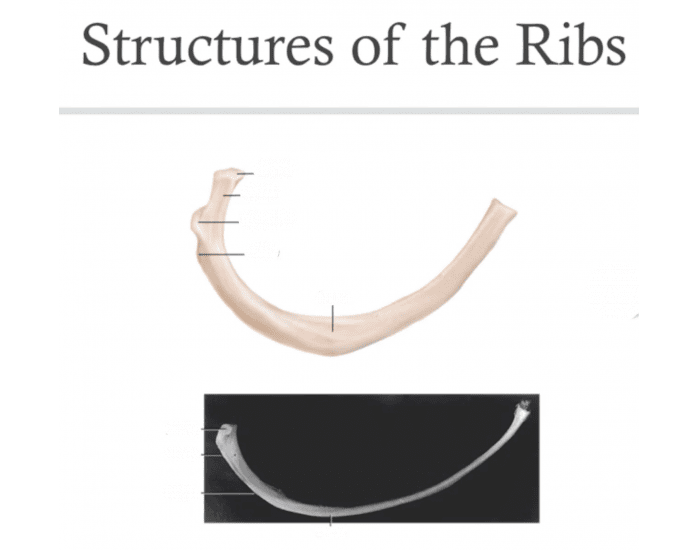 Short Rib Structure Structures of the Ribs Quiz