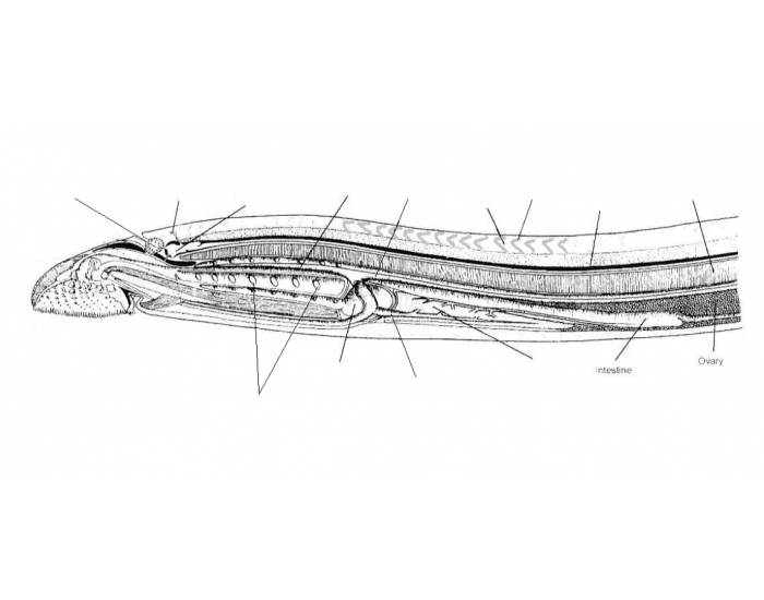 Lamprey Cross Section Quiz