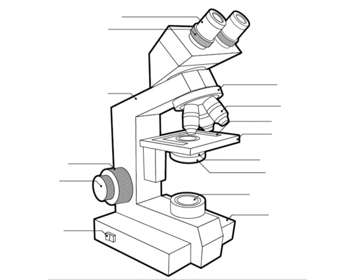 microscope Quiz