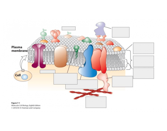 Plasma Membrane Structure Quiz Plasma Membrane Structure Quiz