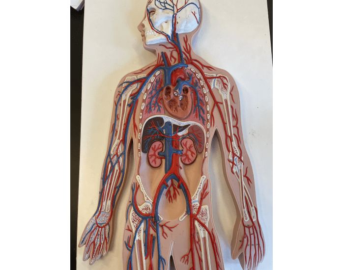 human blood vessels model