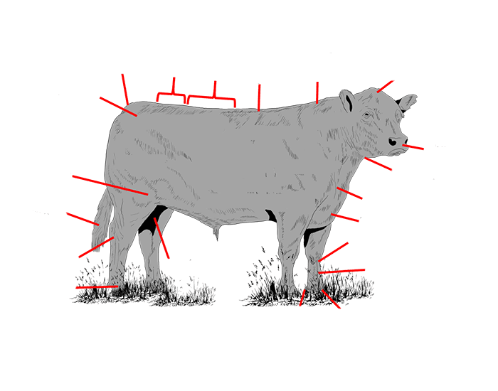 Labeling a Bull — Printable Worksheet
