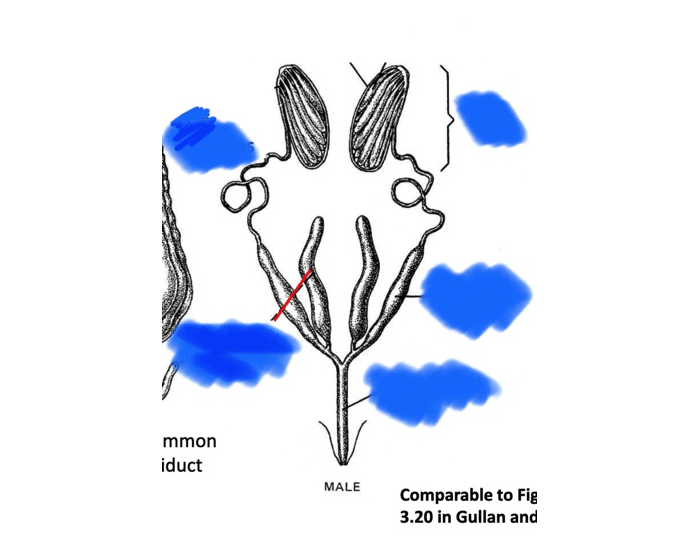 Insect Male Reproduction Male Insect Reproductive System Quiz