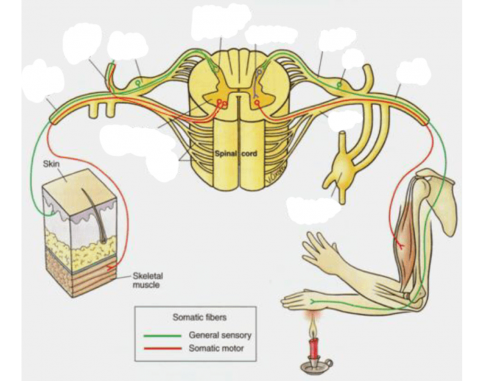 Spinal Rami Vs Roots Rami, horns, roots of spinal cord Quiz