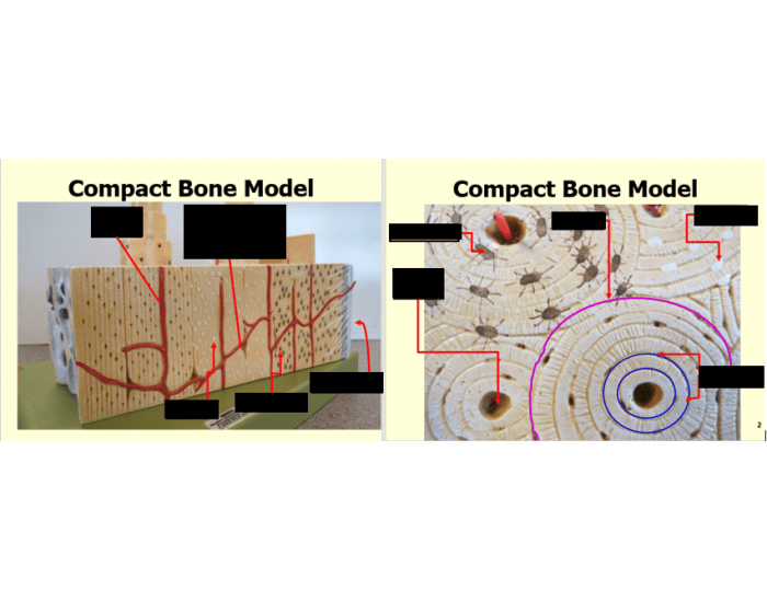 BIO 105 Compact Bone Quiz