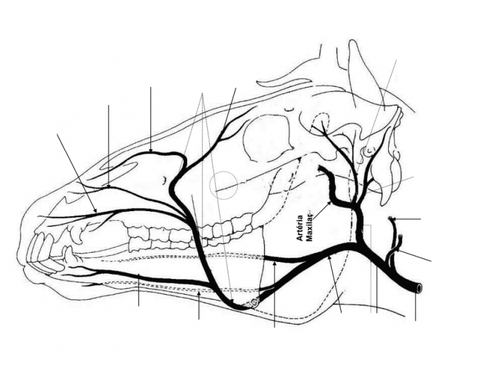 ARTÉRIAS DA CABEÇA DO EQÜINO VISTA LATERAL DIREITA Quiz