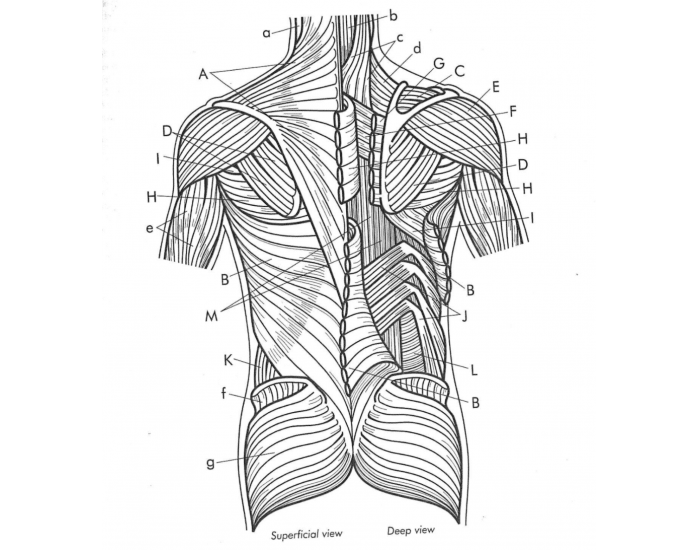Muscles of the Thorax and Abdomen (Posterior) Quiz