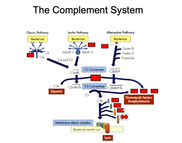 The Complement System Quiz
