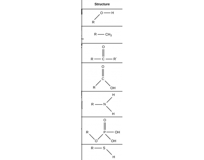 Function Group Structures Biology functional group structures Quiz