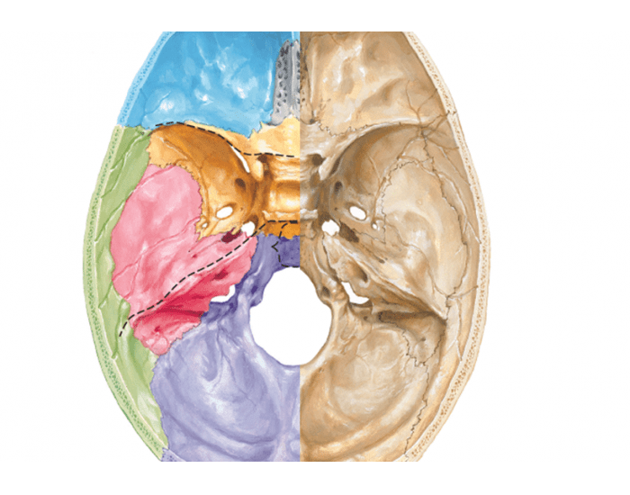 Anatomia da Base Interna do Crânio Quiz