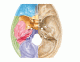 Anatomia da Base Interna do Crânio 