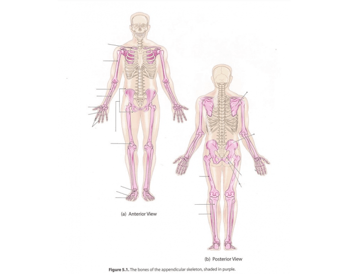 Figure 5.1 Bones of Appendicular Skeleton Quiz