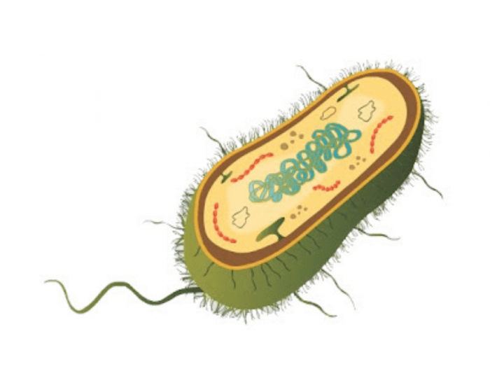 Partes de una bacteria la Quiz