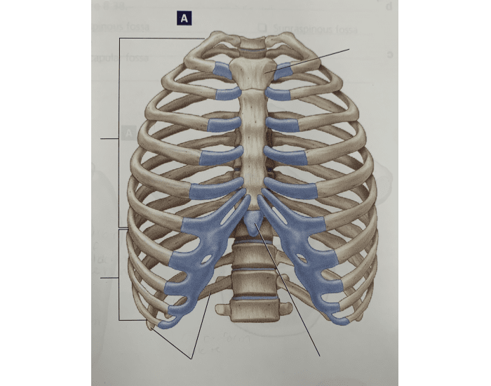 Lab Practical Ribs Quiz