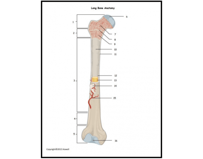 Labling Long Bone Long Bone Anatomy Labeling Quiz