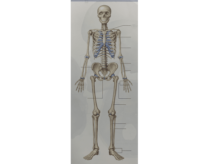 Lab Practical Bones Lab Practical Skeletal bones Quiz