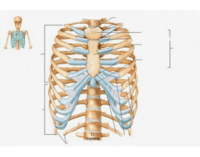 Ribs Labeled Quiz