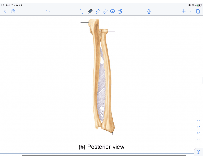 Posterior View Quiz Biology Diagrams