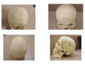 Human Skull Anatomy 1