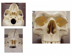 Human Skull Anatomy 2