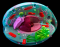 Name the parts of the animal cell