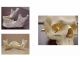 Human Skull Anatomy 4