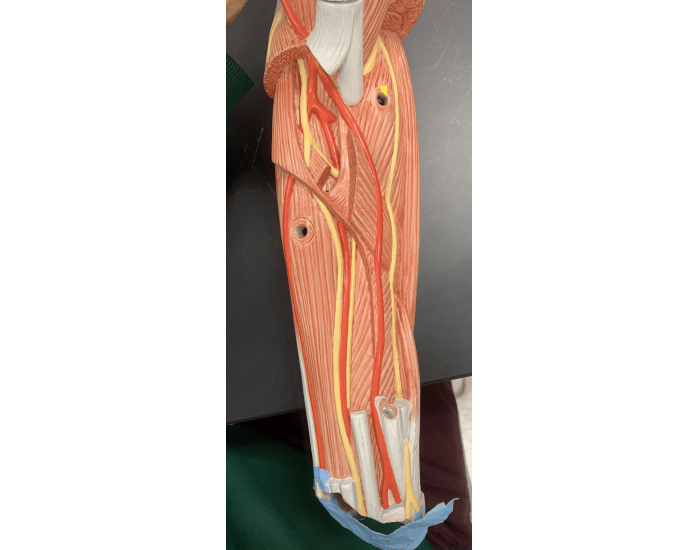 Left Inner Forearm Forearm Muscles (left) (Inner arm) Quiz