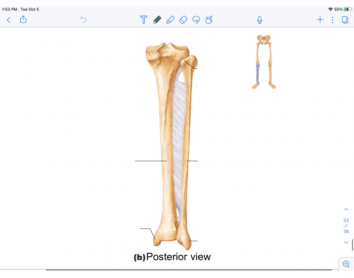 Posterior view Quiz Biology Diagrams