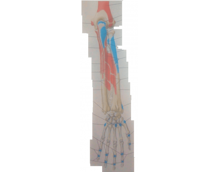 Muscle attachment Posterior to Ulna, radius & hand Quiz