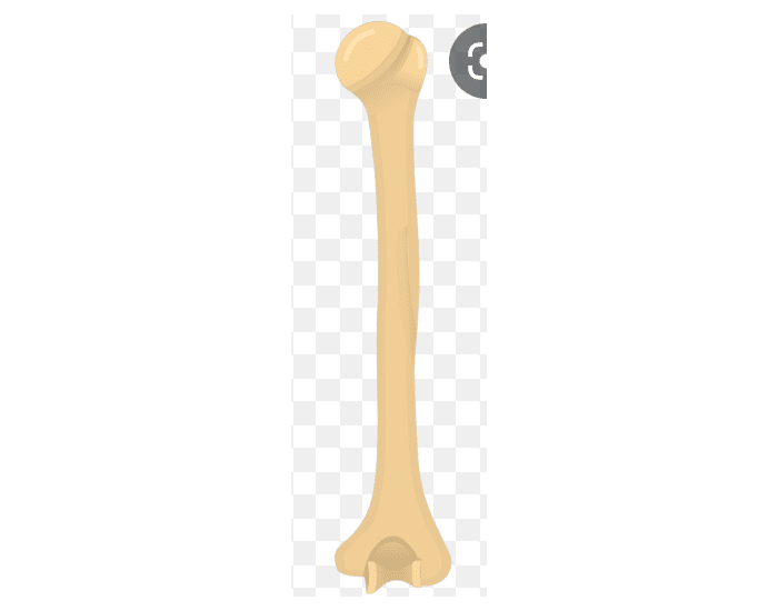 Lab Practical Humerus Posterior Quiz