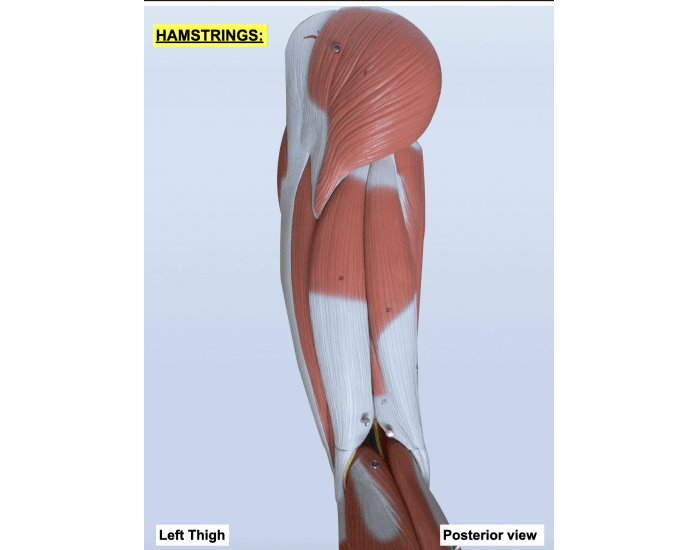Hamstrings Posterior View Quiz