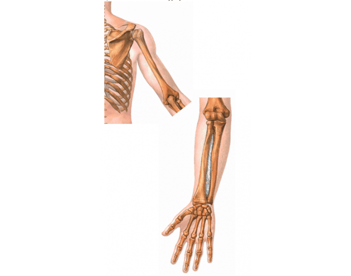 Appendicular Skeleton Pt 1 Printable Worksheet