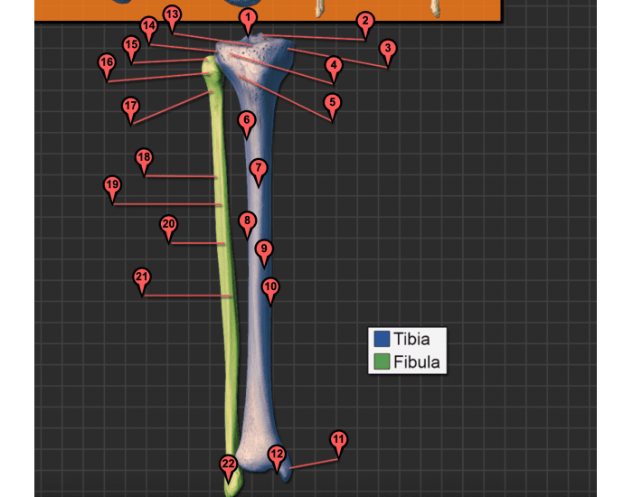 Tibia and Fibula Labeling Quiz