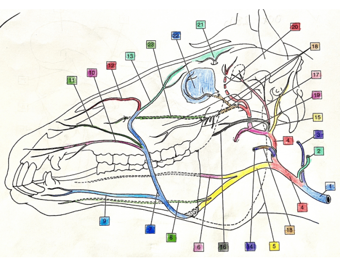 Principal Arteries of the Equine Head 1-56 Quiz