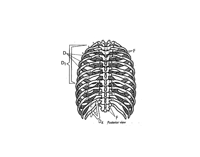 Posterior Rib Chart Posterior Ribs Diagram Quiz