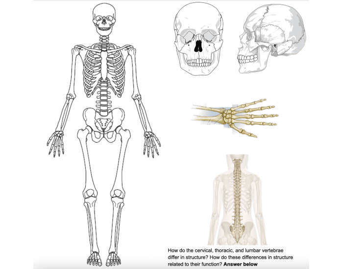Skeletal Anatomy Practice — Printable Worksheet