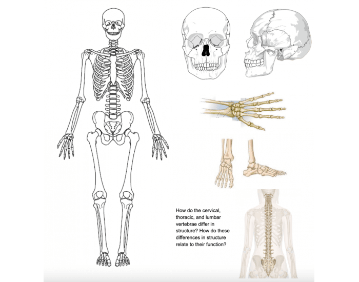 Skeletal Anatomy Practice Honors Quiz