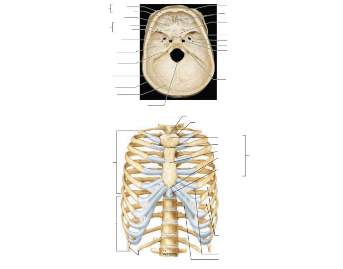 Skull And Ribs Skull and Ribs Quiz
