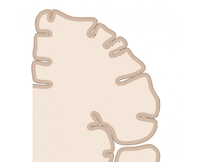 Homunculus Worksheet Homunculus — Printable Worksheet