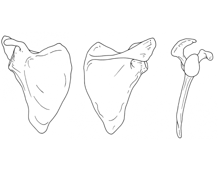 Scapula Bone Structures Quiz