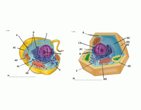Identifying Interphase and Phases of Mitosis Quiz