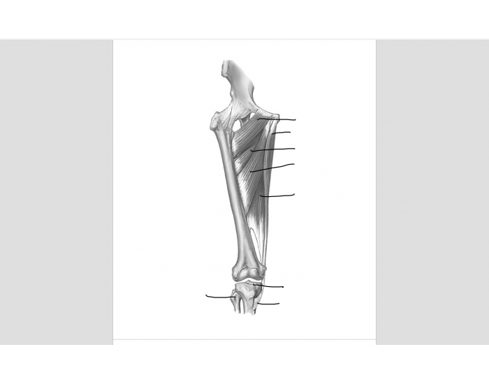 Anterior View Quiz Biology Diagrams
