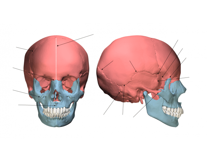 Cranial Suture Labeling Exercise Part I — Printable Worksheet 1076